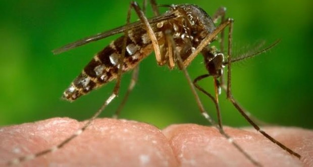 Haïti – Santé : 150 millions de dollars pour lutter contre le virus Zika
